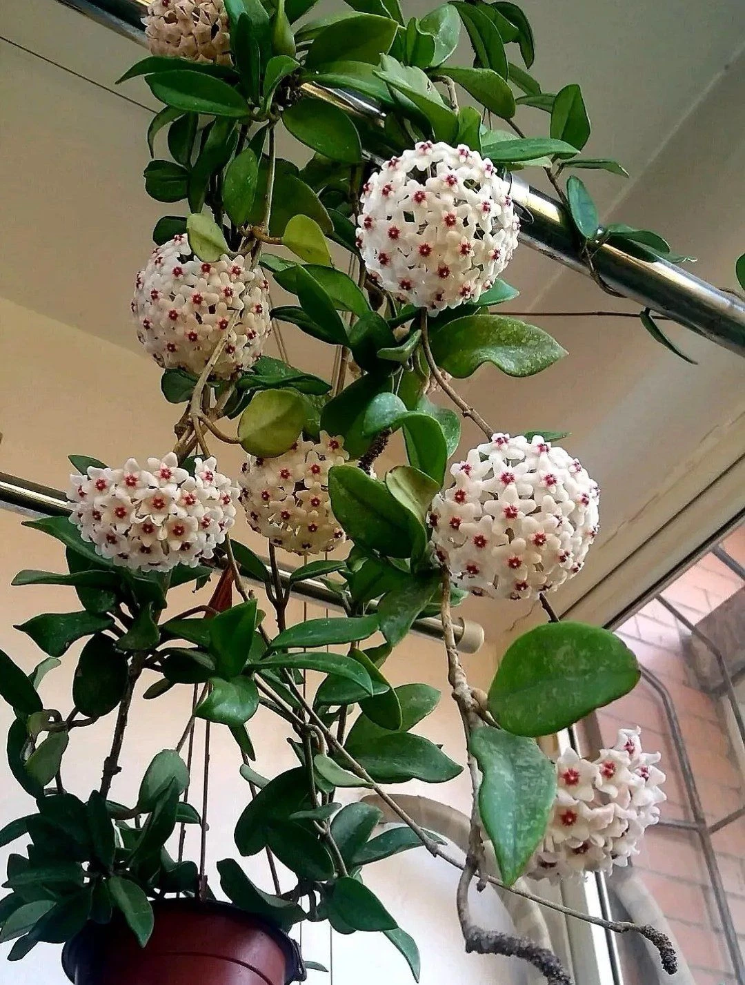 Hoya Carnosa Plant - photo 2