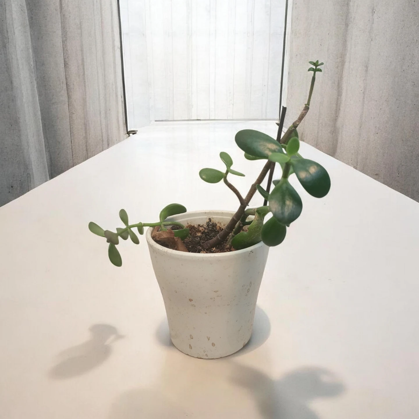 Jade Plant in White Pot