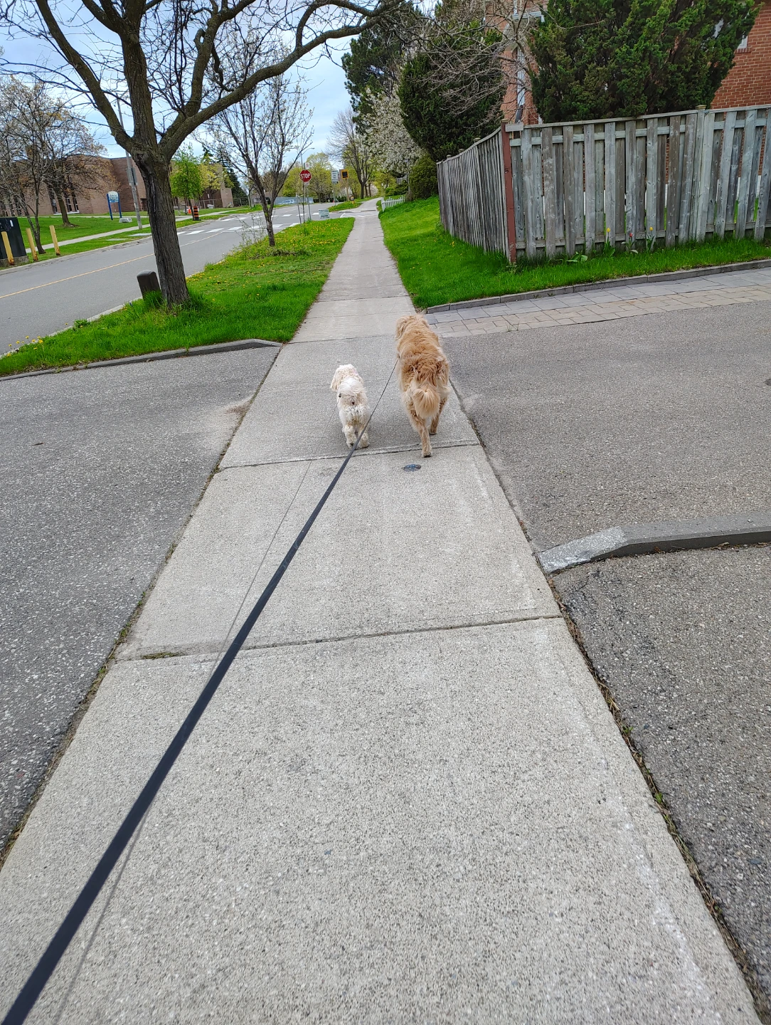 Dog Walking Service