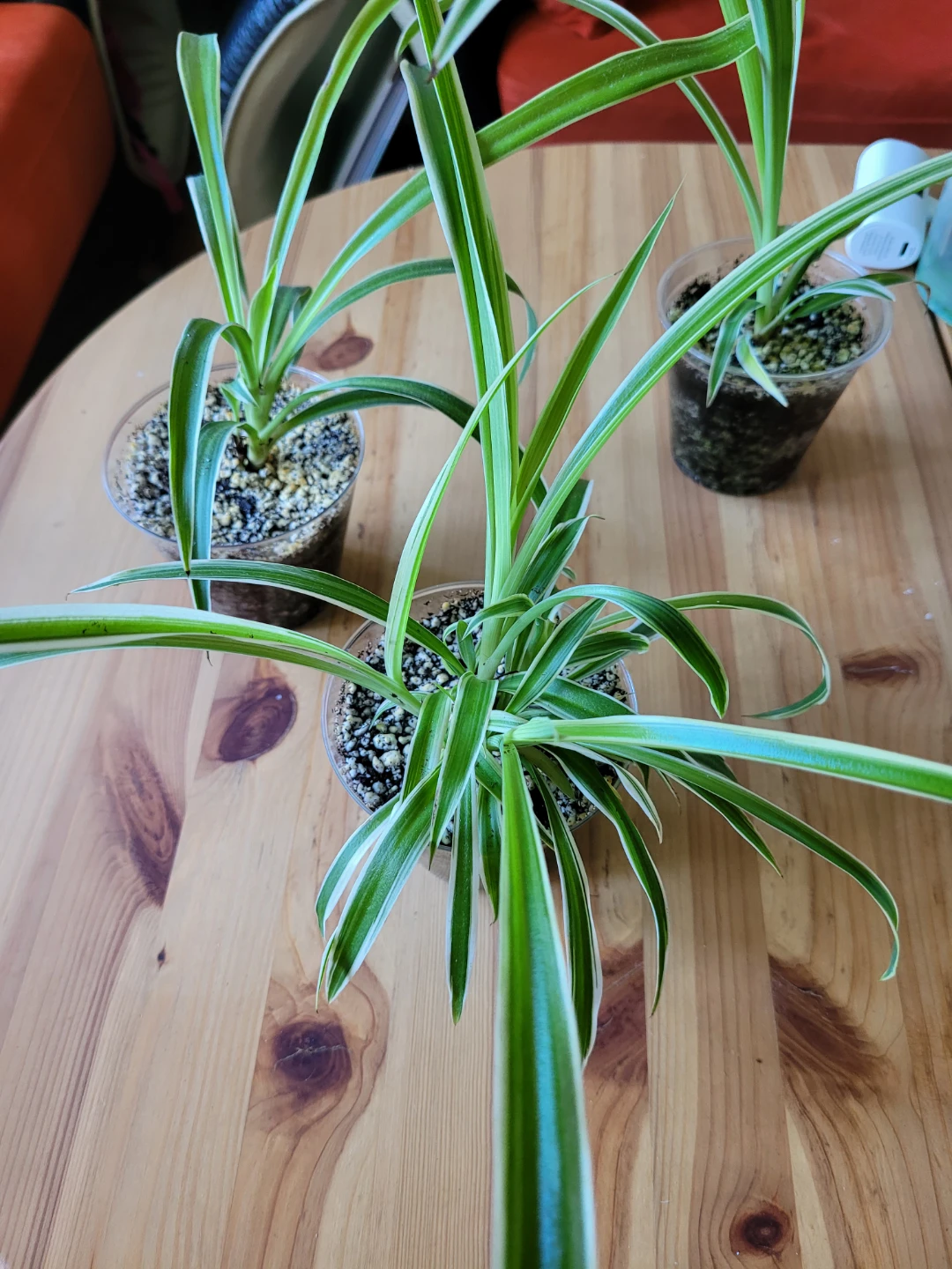 Air Purifying Plants Spider Plant