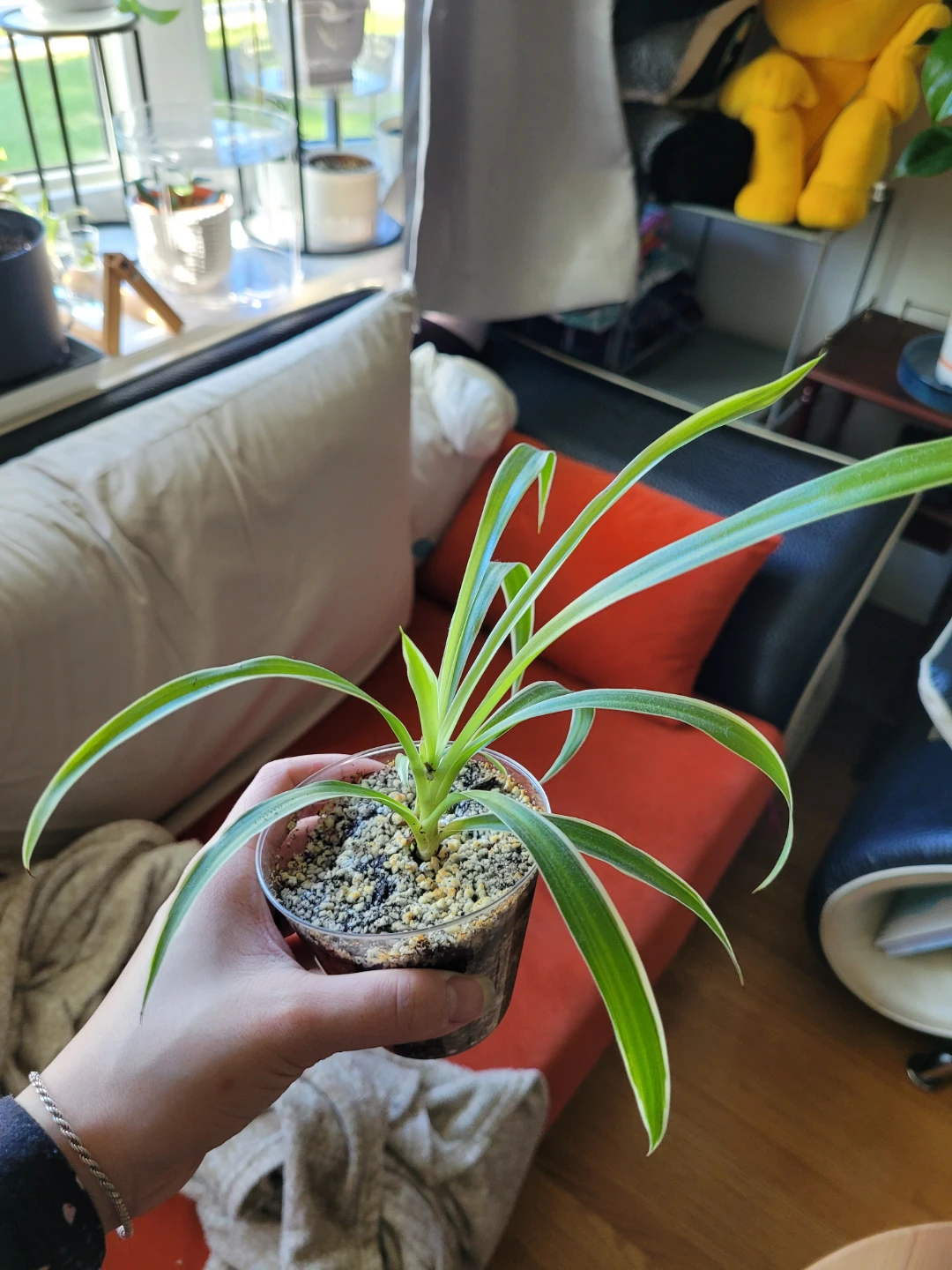 Air Purifying Plants Spider Plant - photo 3