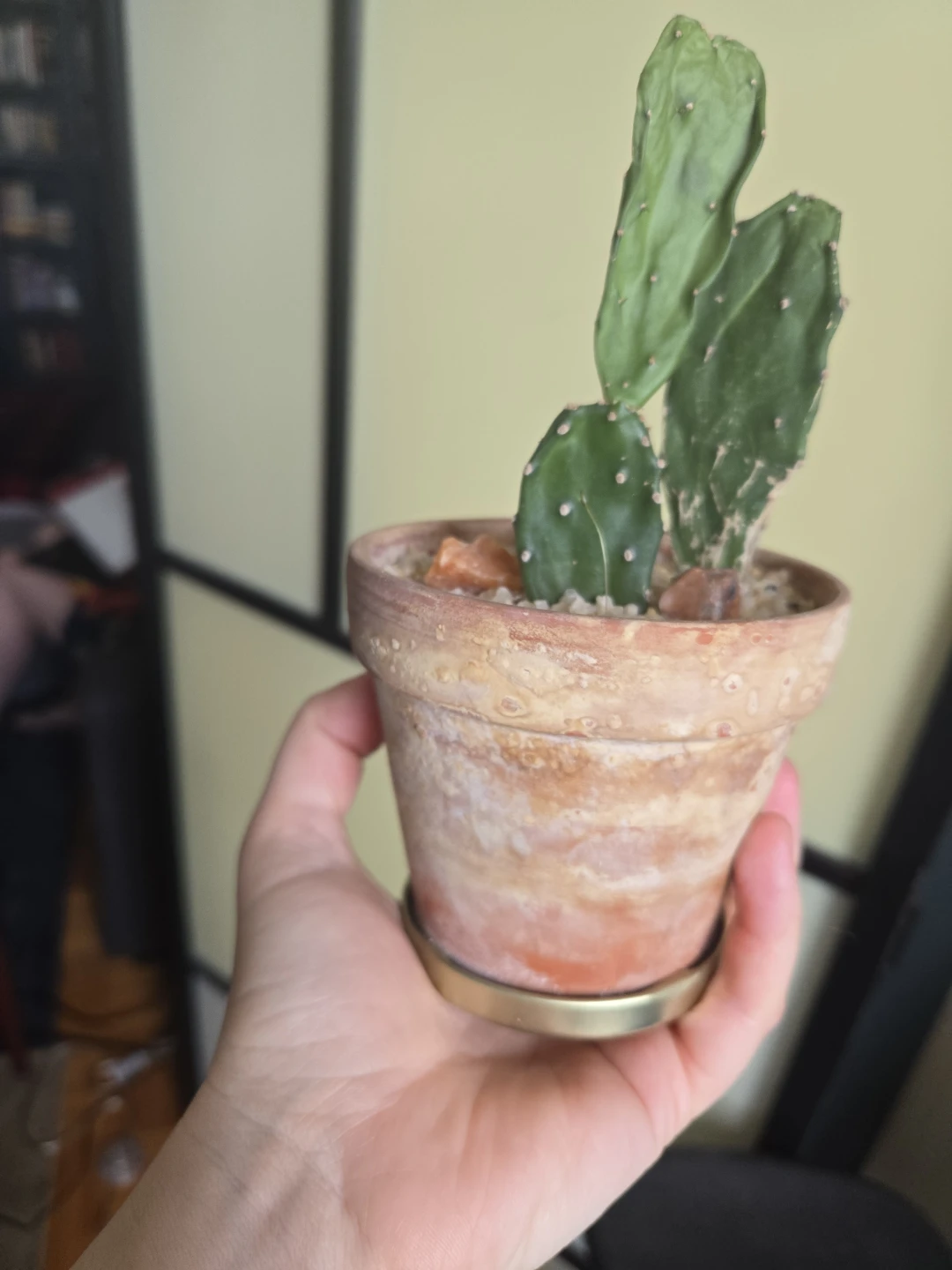 Opuntia Cactus in Terracotta Pot - photo 3