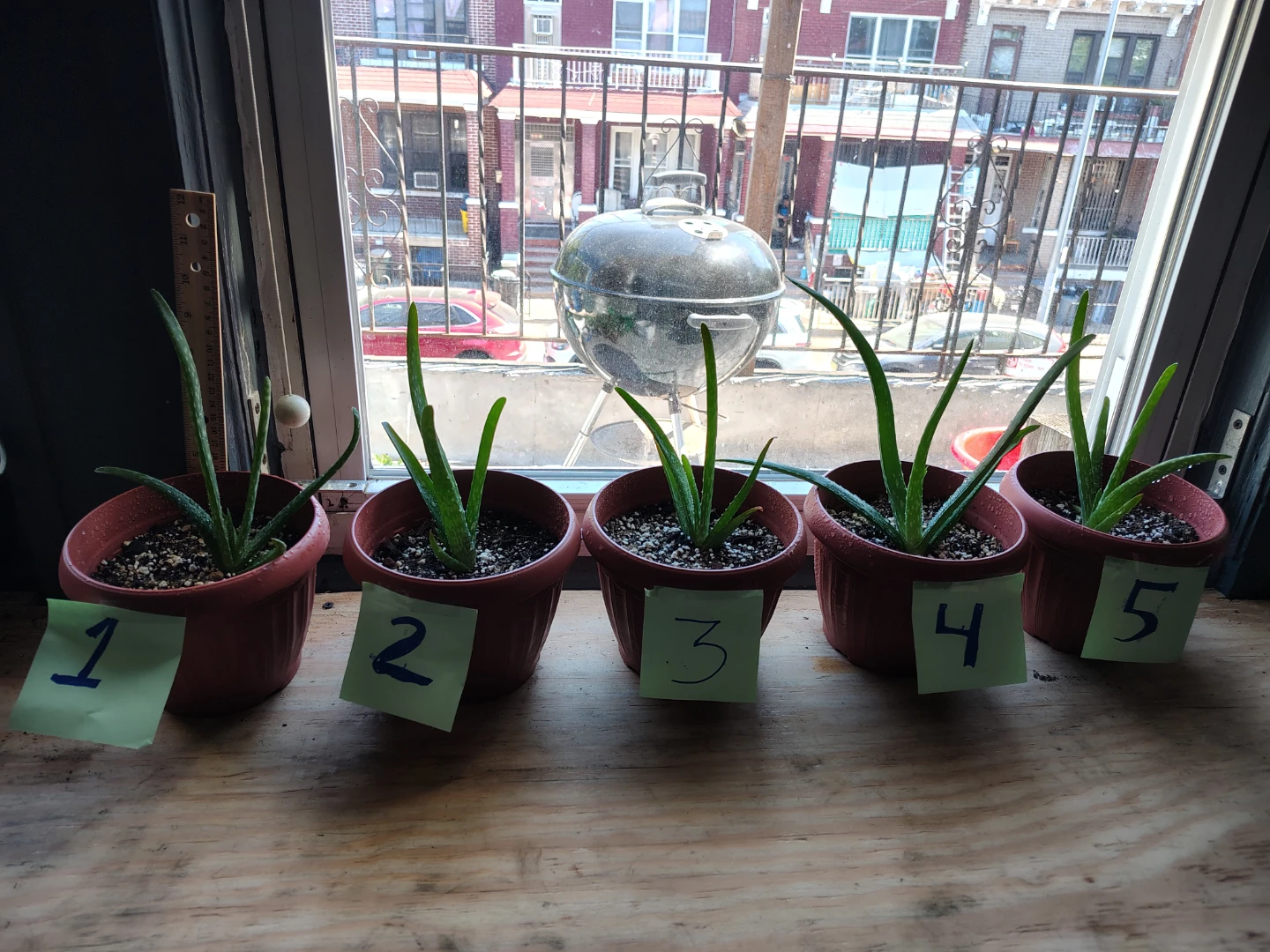 Aloe Vera Plants - Set of 5   $13 each