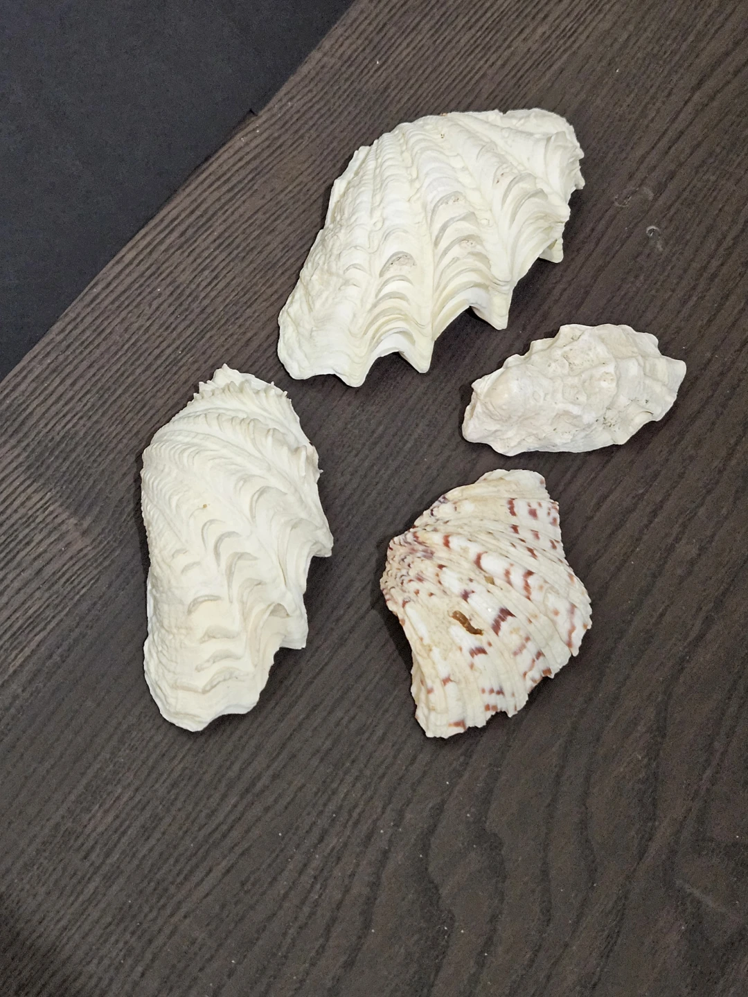 Assorted Seashell Collection - photo 3