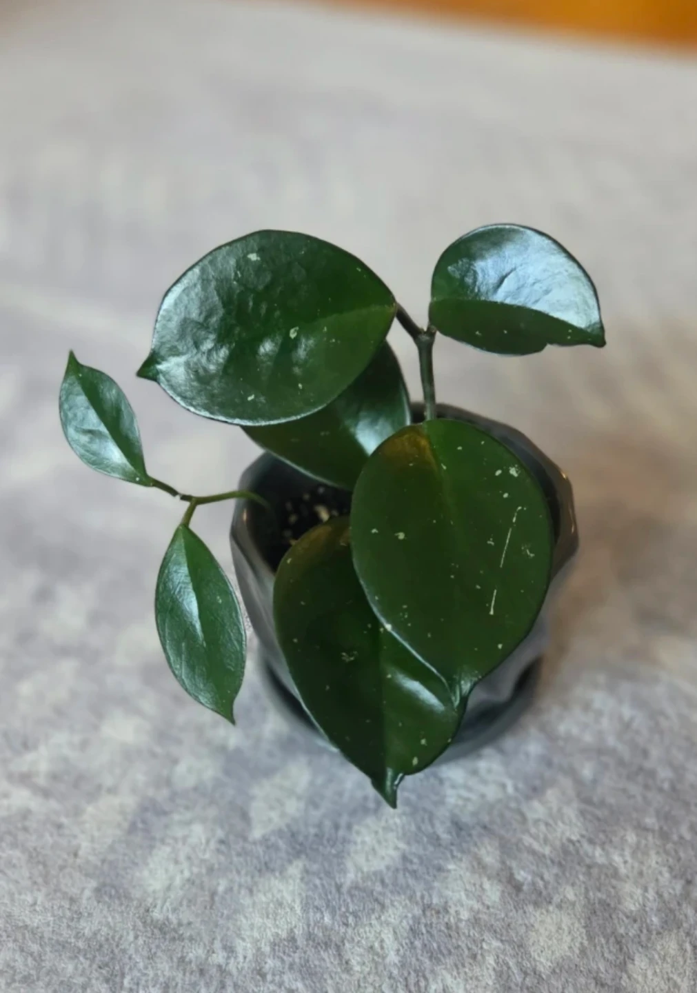 Small Hoya Plant 🪴