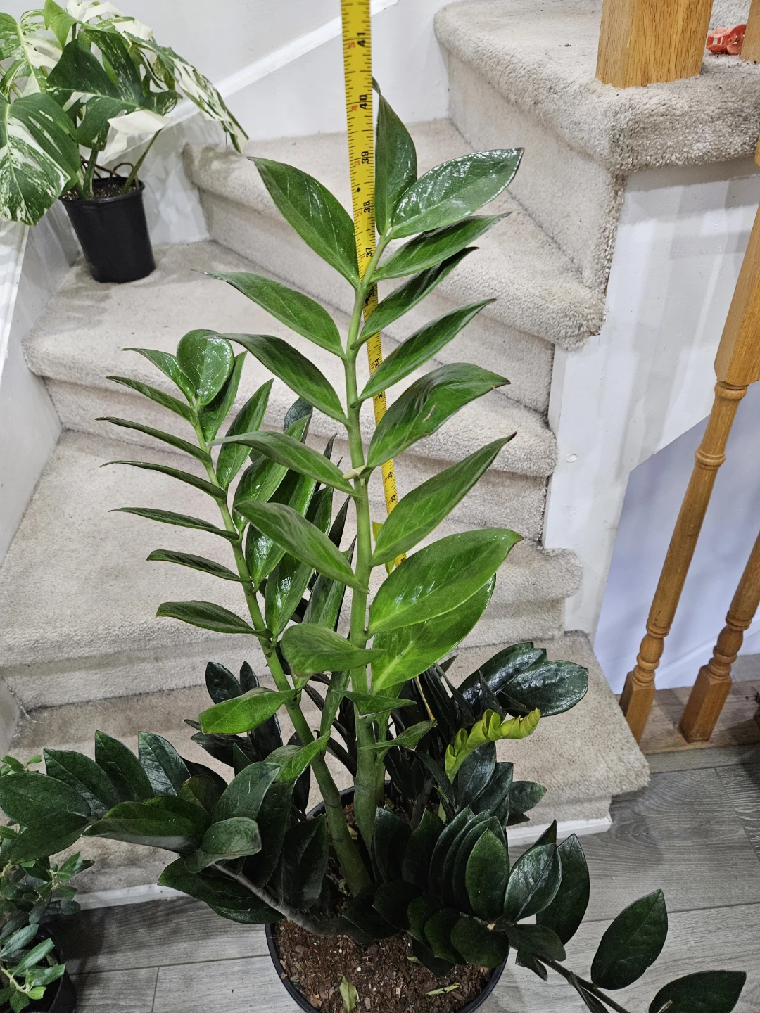 🇨🇦ZZ Plant in 12" pot🇨🇦 - photo 2