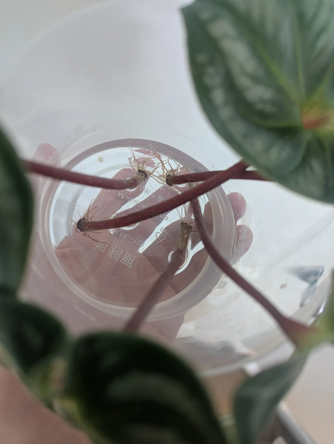 Peperomia Watermelon Cutting - photo 2