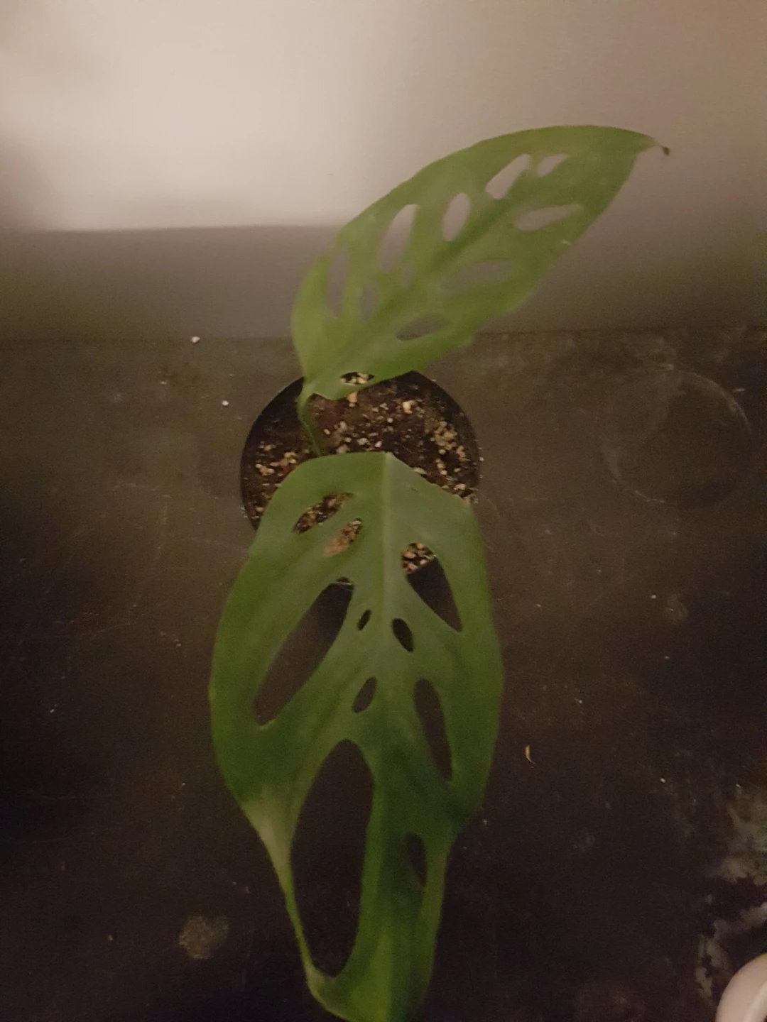 Monstera Adansonii Plant - photo 2