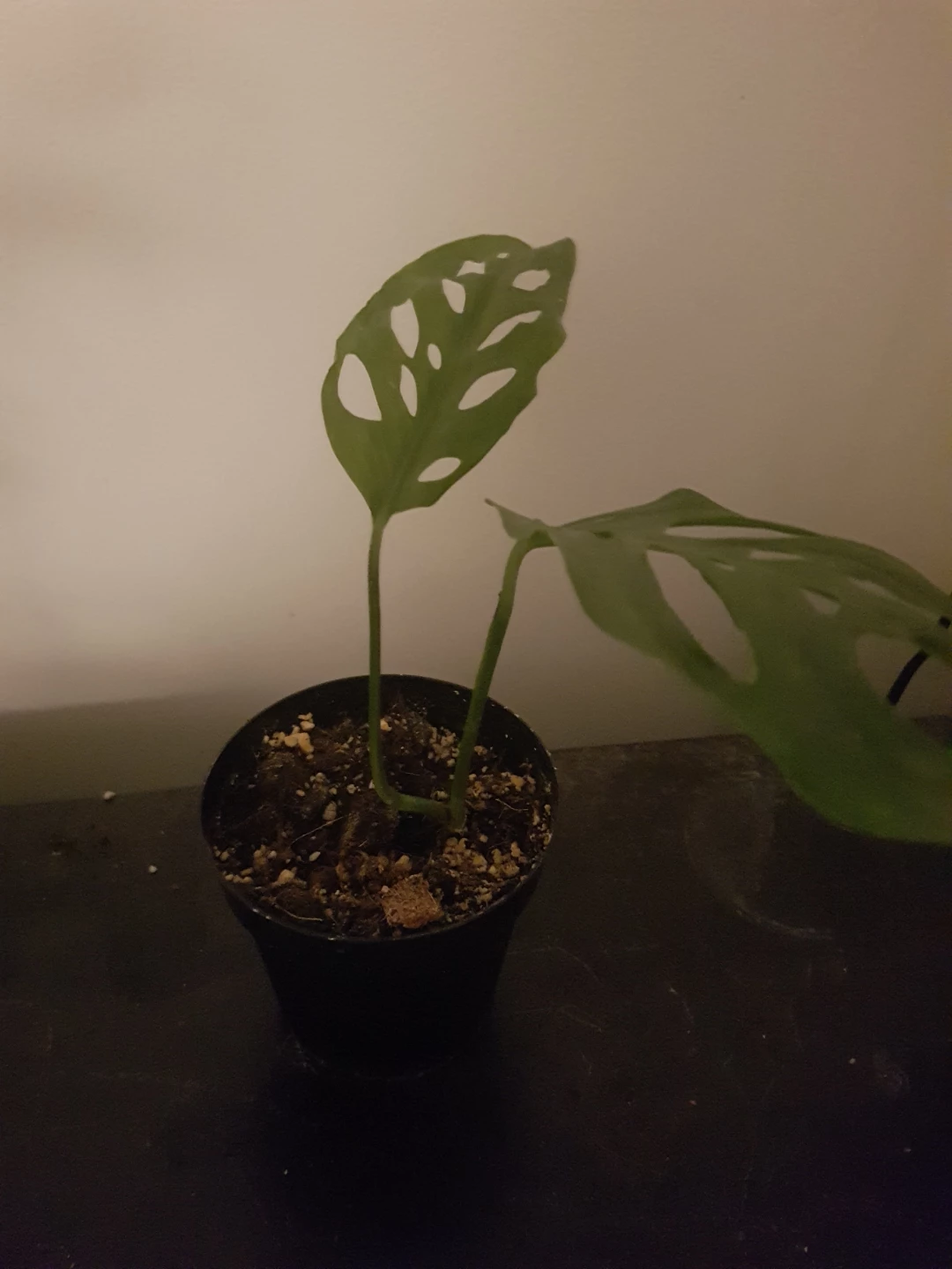 Monstera Adansonii Plant - photo 3