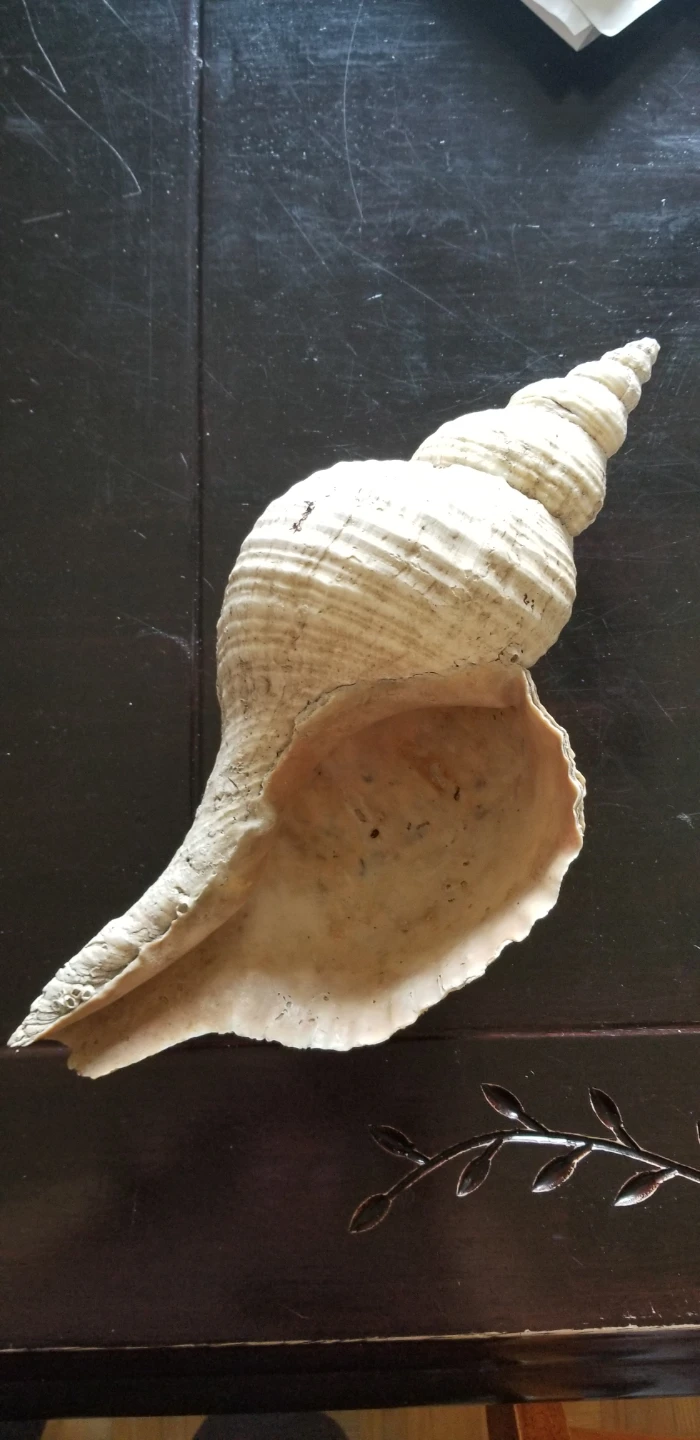 Large Decorative Seashell