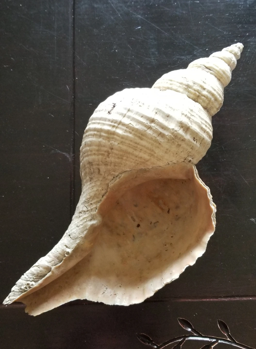 Large Decorative Seashell - photo 2