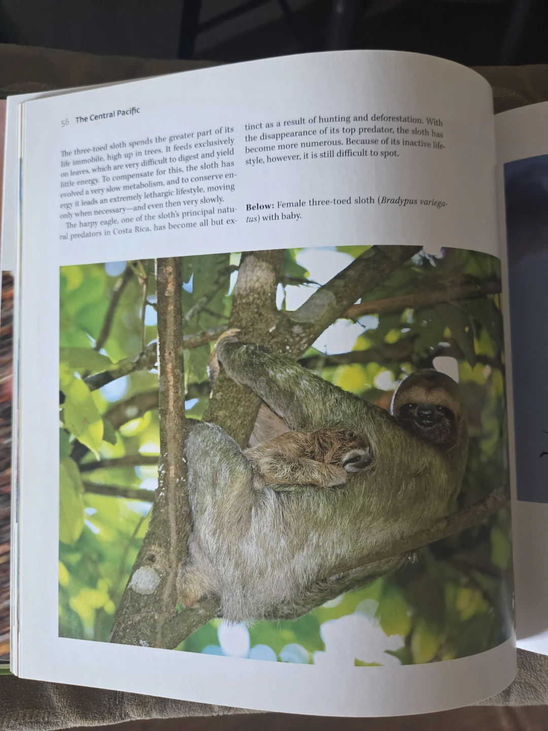 Costa Rica: A Journey through Nature - photo 4