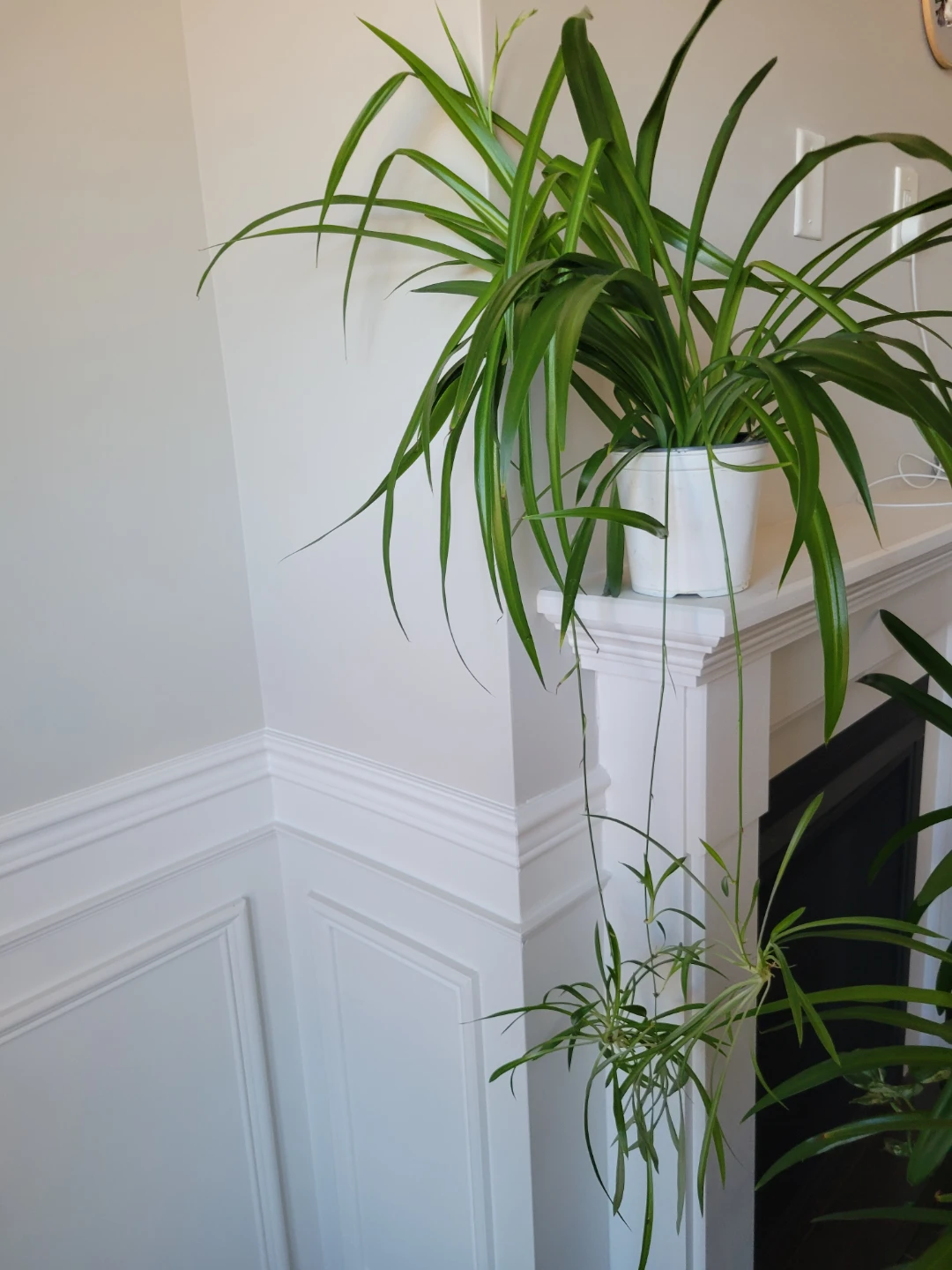 Spider Plant in White Pot
