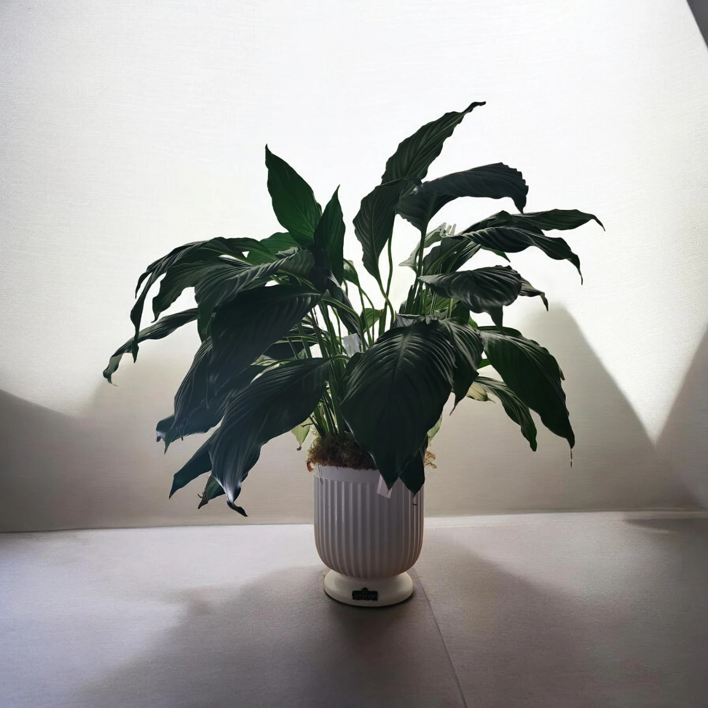 Peace Lily Plant in White Fluted Pot