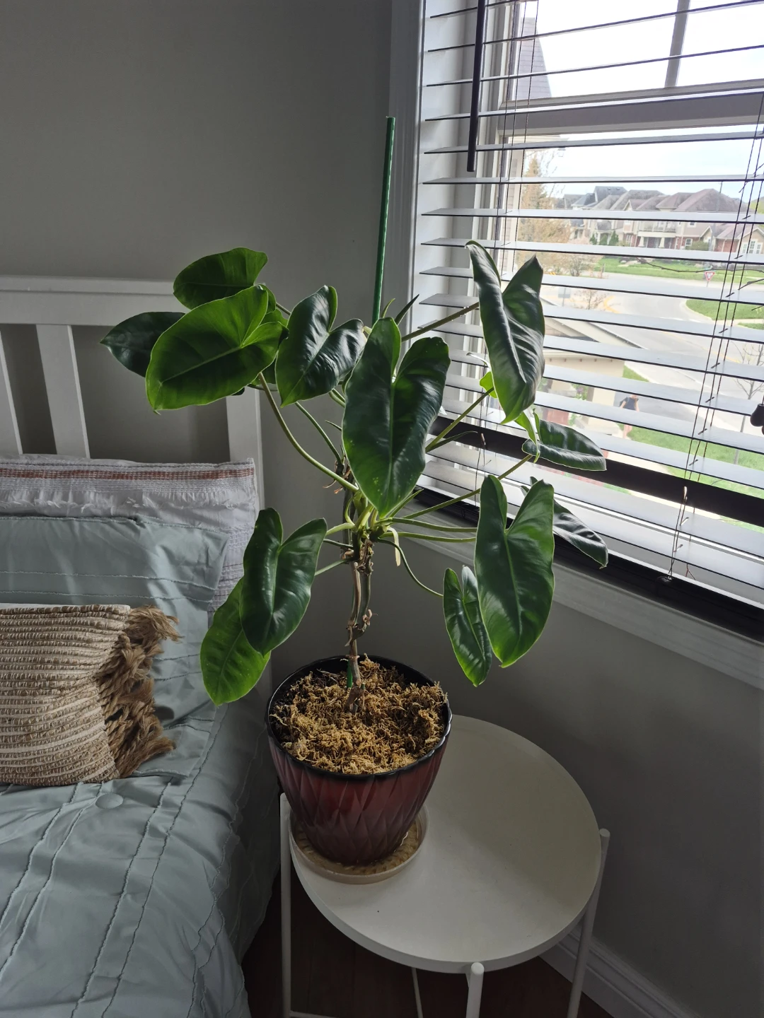 Philodendron Burlemax Plant in Pot - photo 2