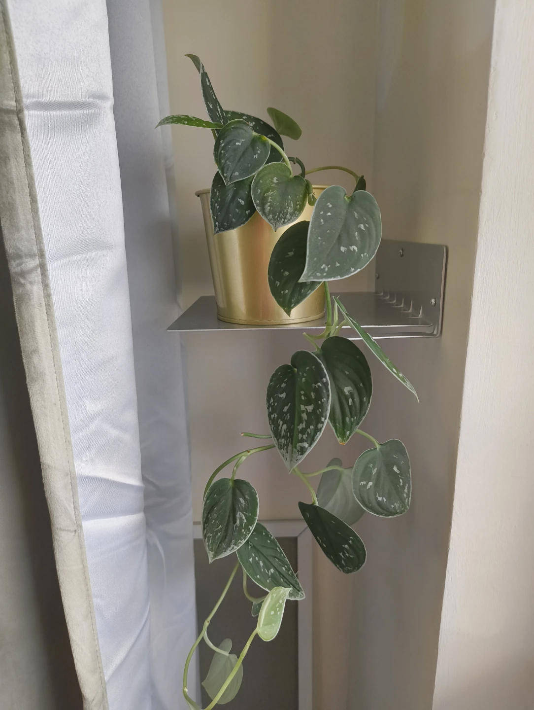 🌱 Rare plant cuttings (not rooted) - photo 5