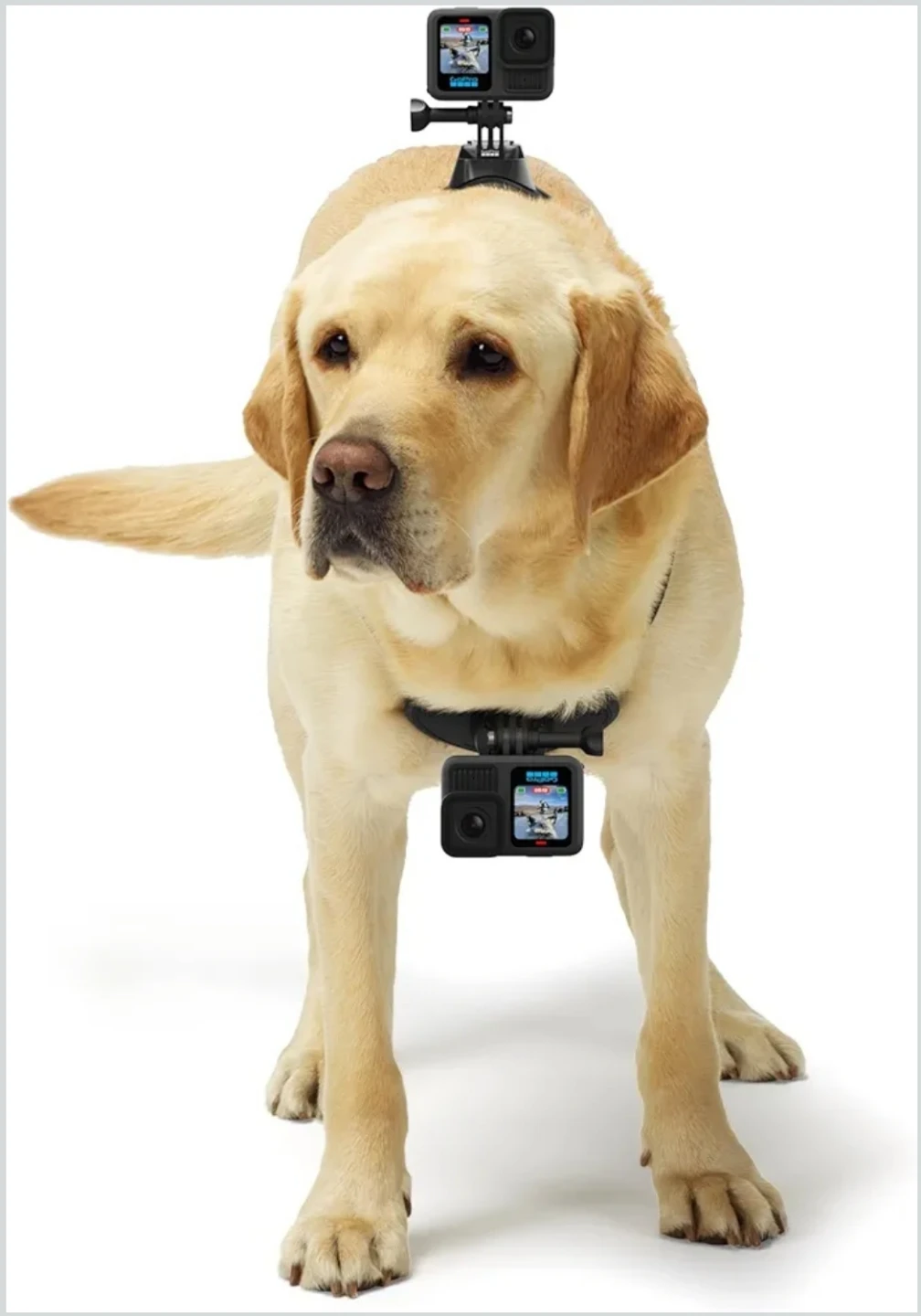 GoPro Fetch POV Dog Harness (fits 20 to 120lbs!)