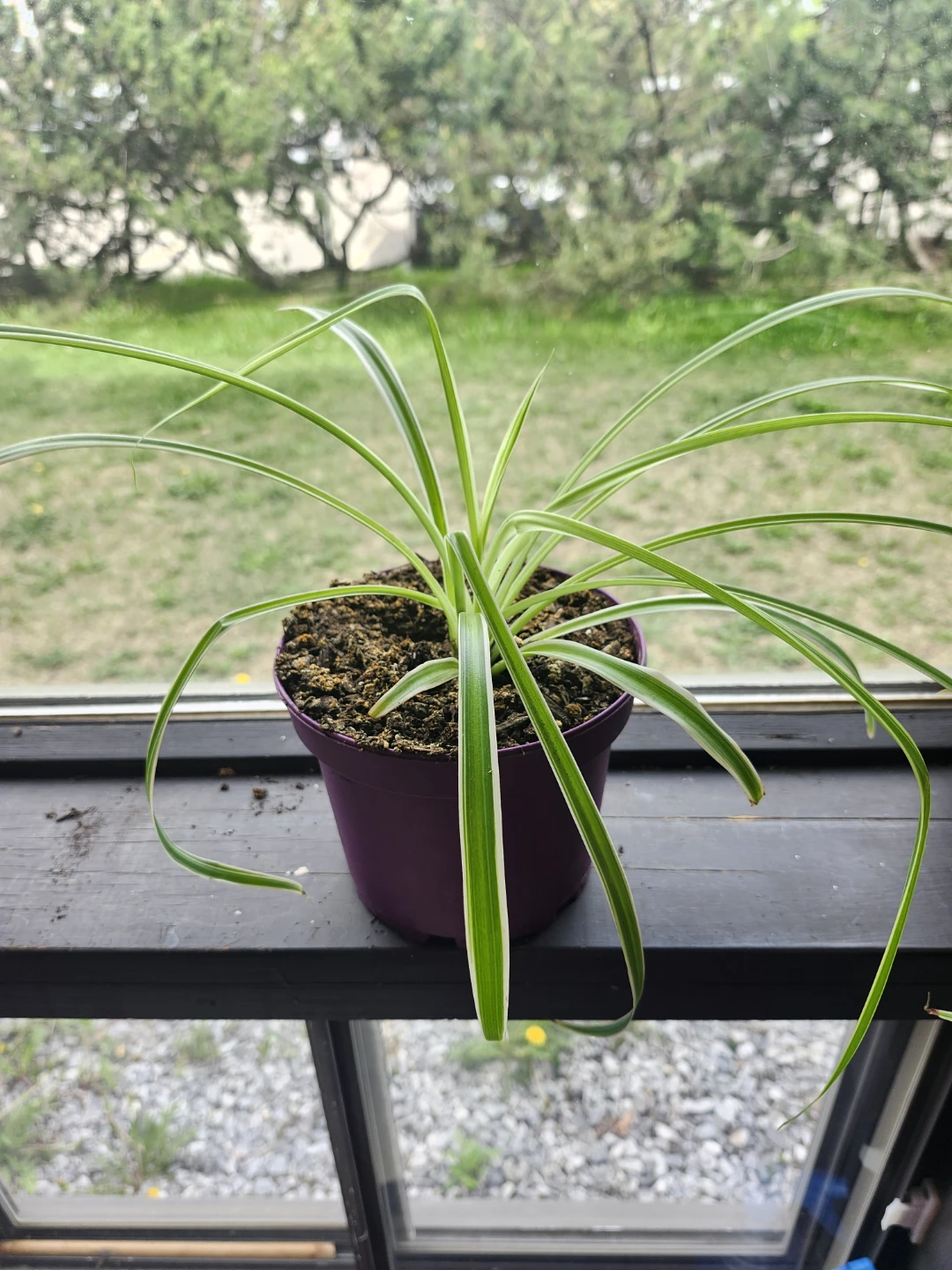 Bigger Spider Plants