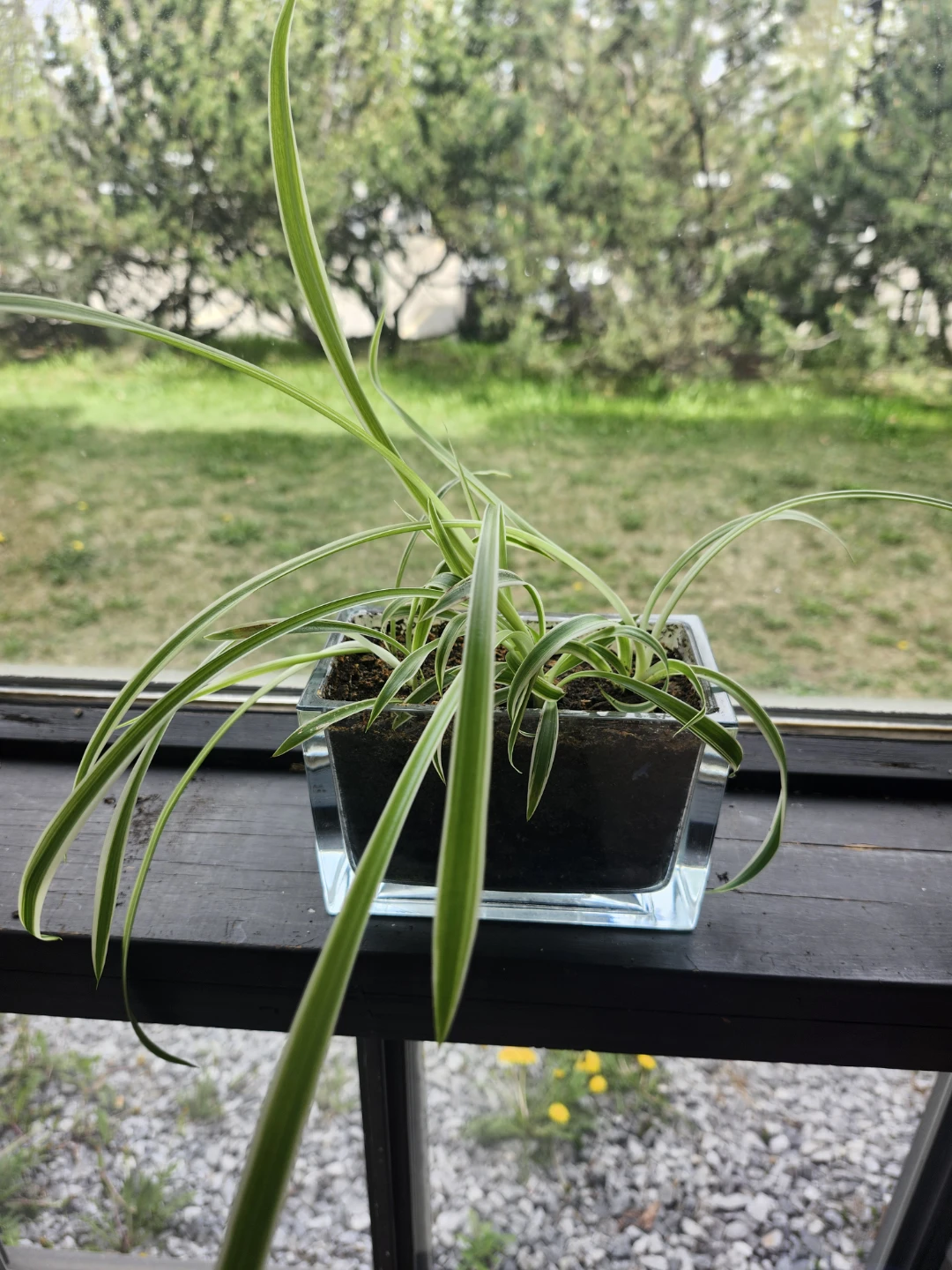 Bigger Spider Plants - photo 2