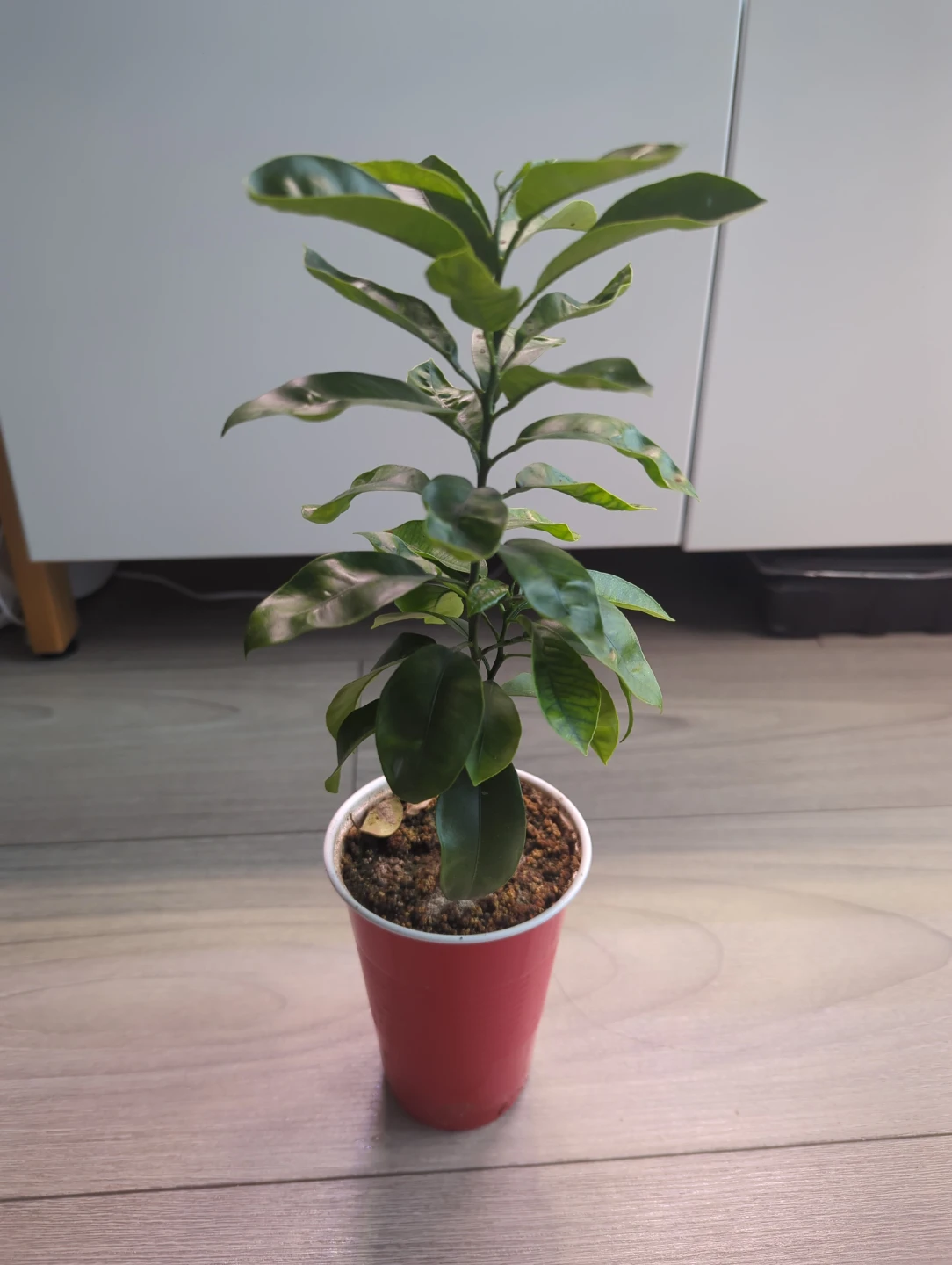 Calamansi citrus plant (9 inch)