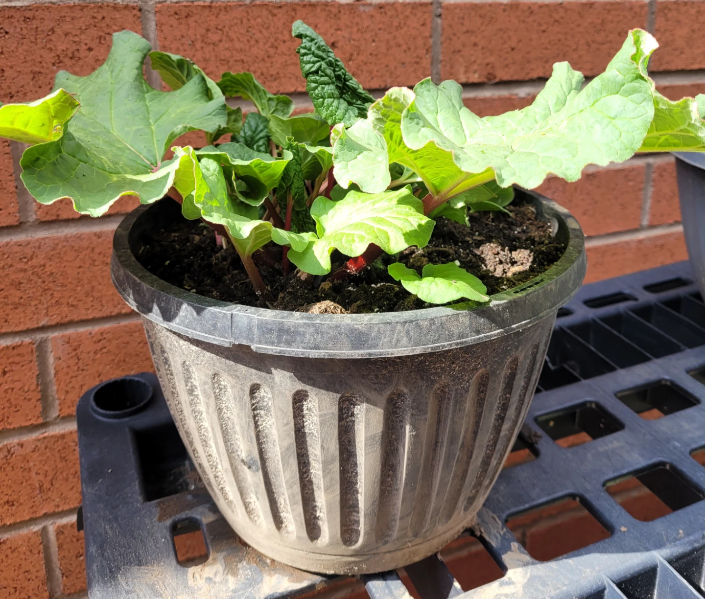 Organic Potted Rhubarb Plants