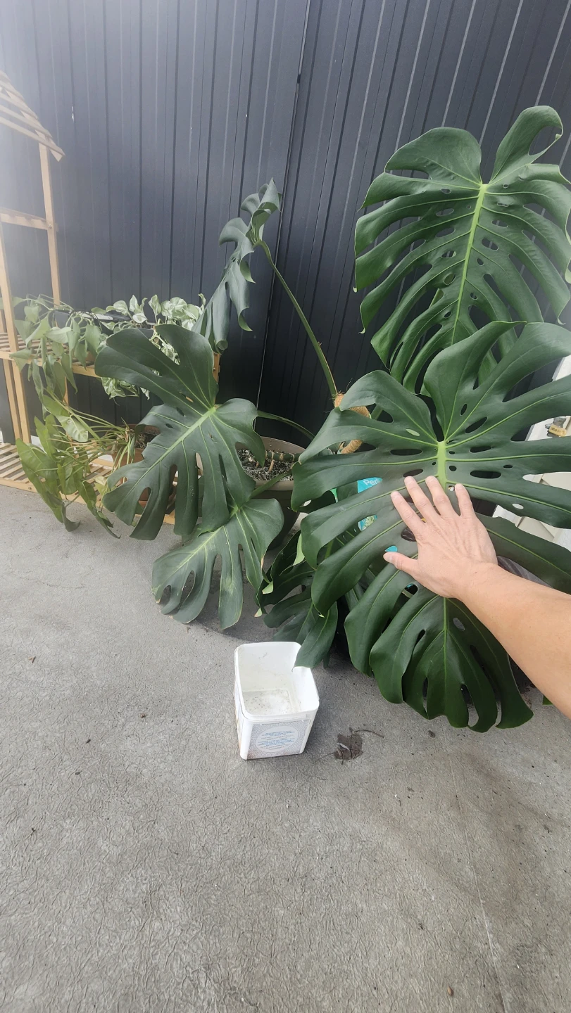 Big Monstera Deliciosa Plant