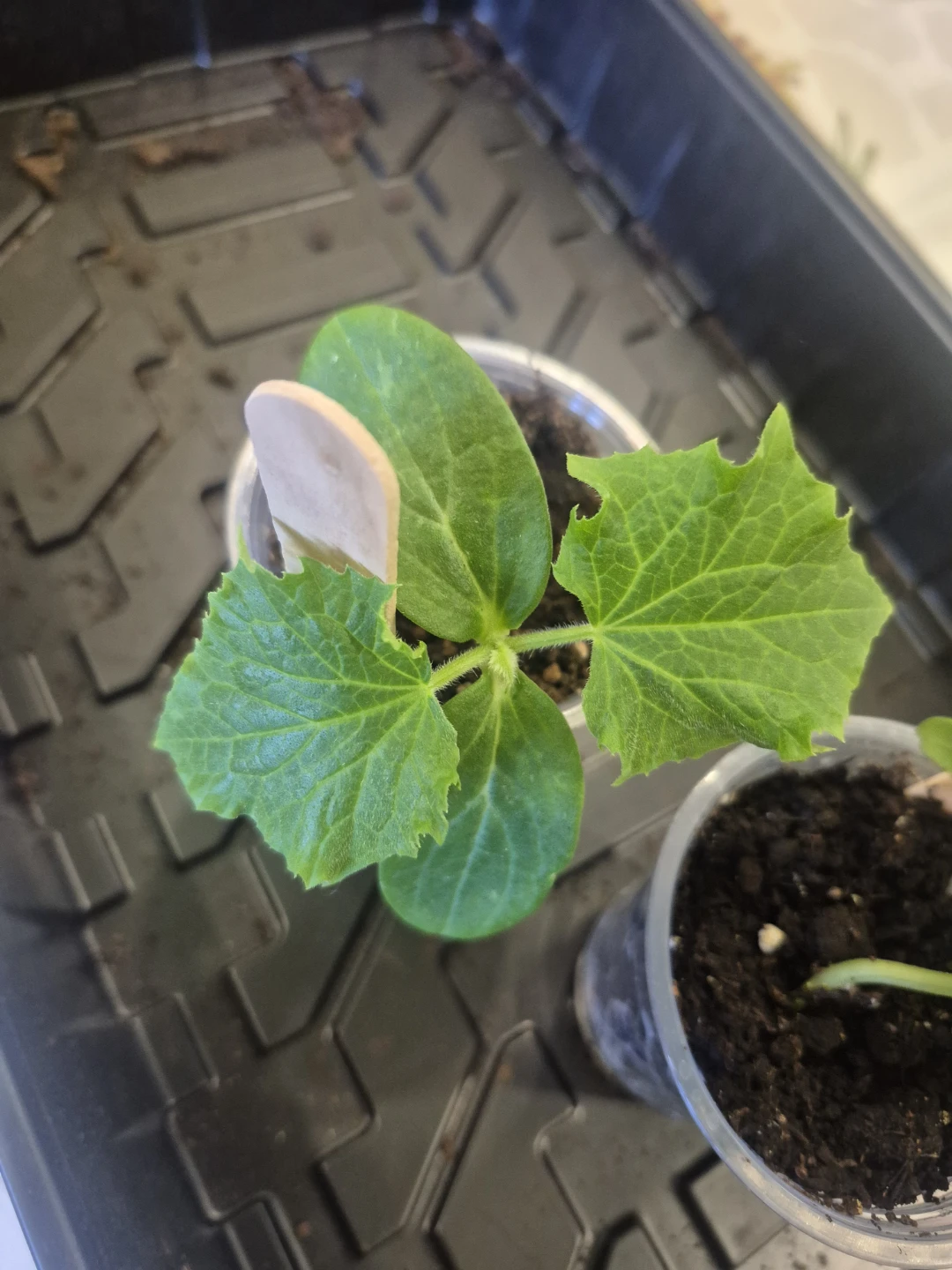 Cucumber seedling in plastic cup