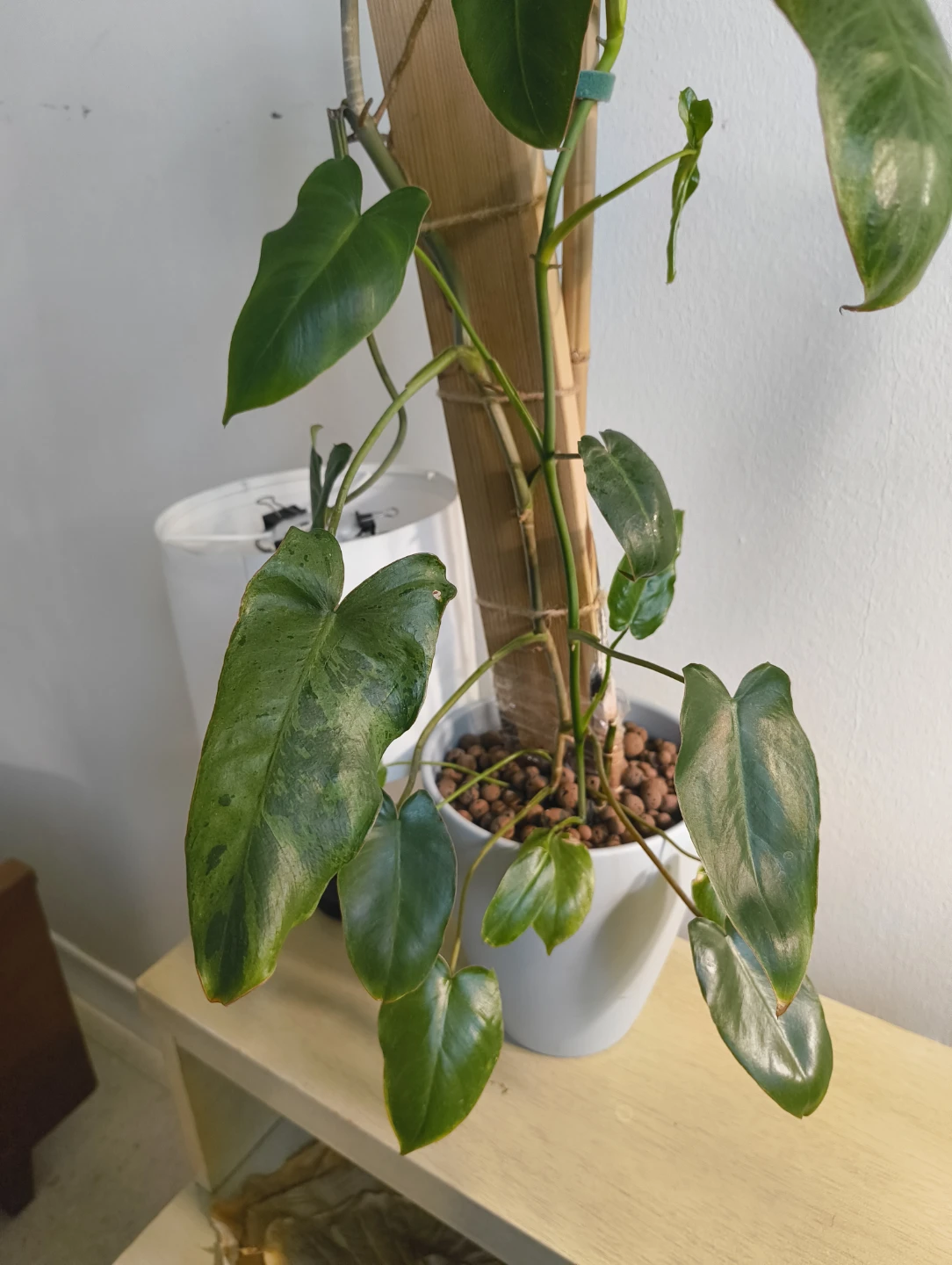 🌱 Rare plant cuttings (not rooted) - photo 3