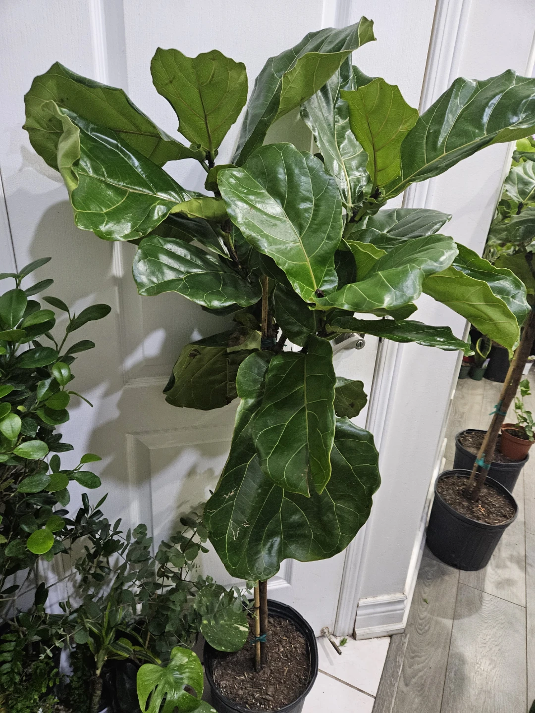Fiddle Leaf Fig Plant - photo 3