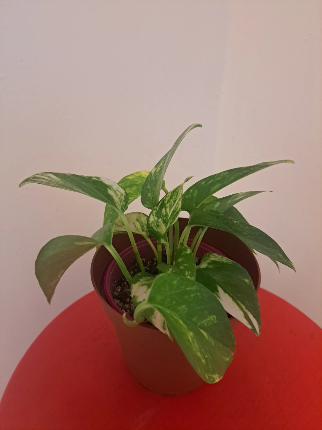 Golden Pothos Plant - photo 4