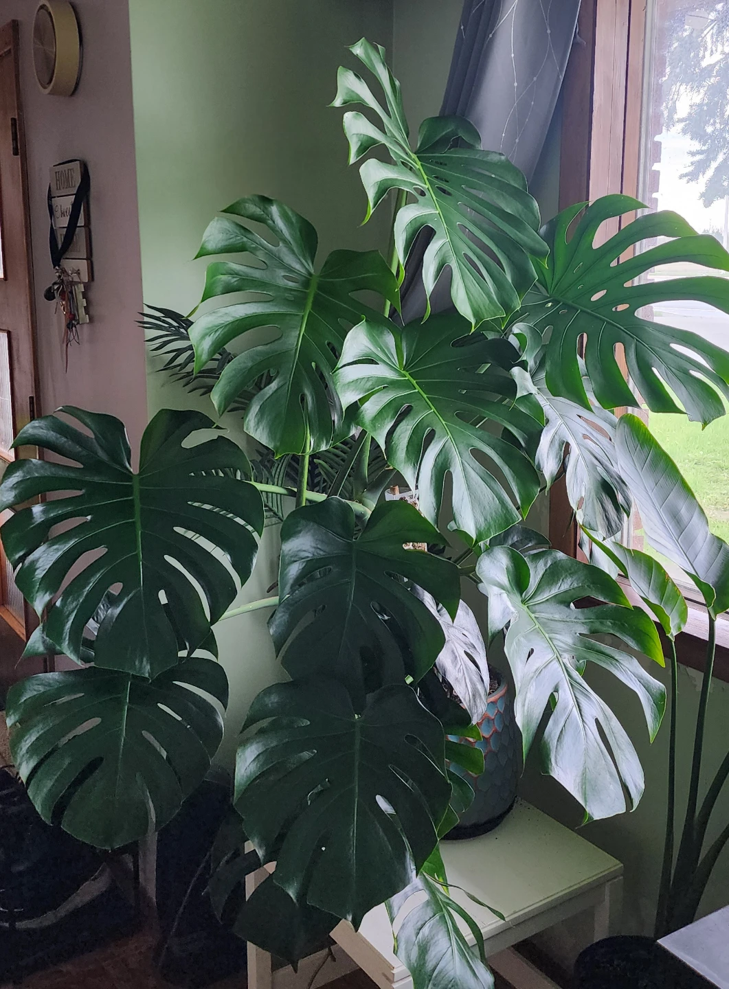 MASSIVE "Twin Sister" MONSTERA - Show Stopper!!!