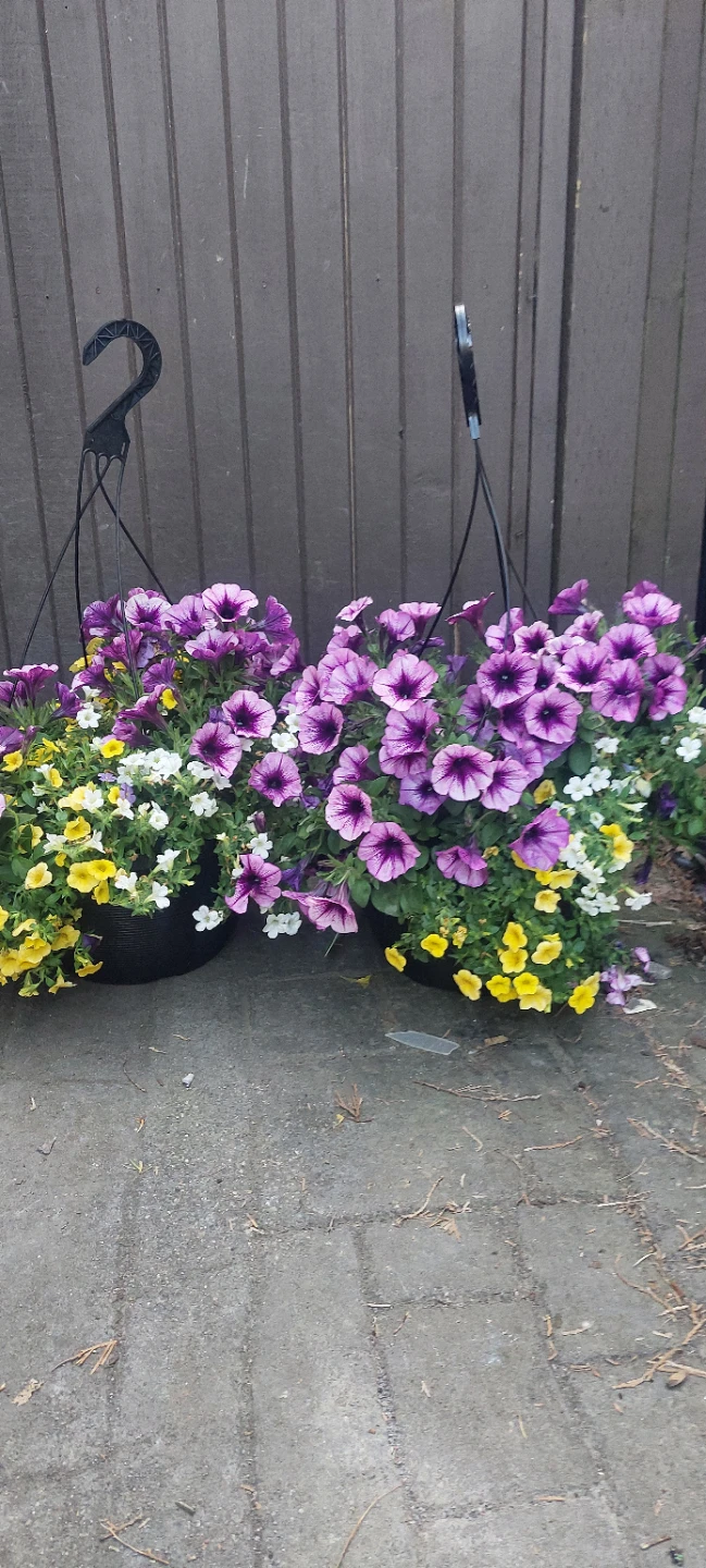 Hanging Flower Basket with Purple, Yellow, and White Petunias