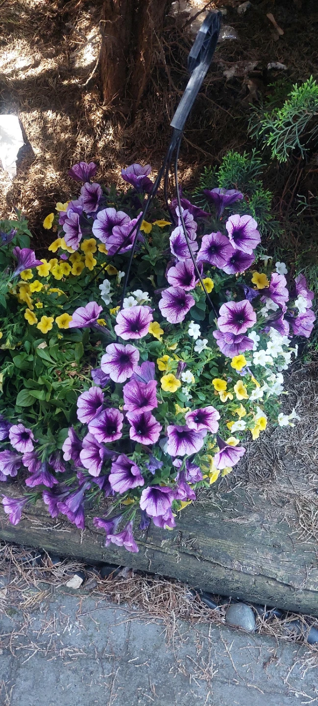 Hanging Flower Basket with Purple, Yellow, and White Petunias - photo 2