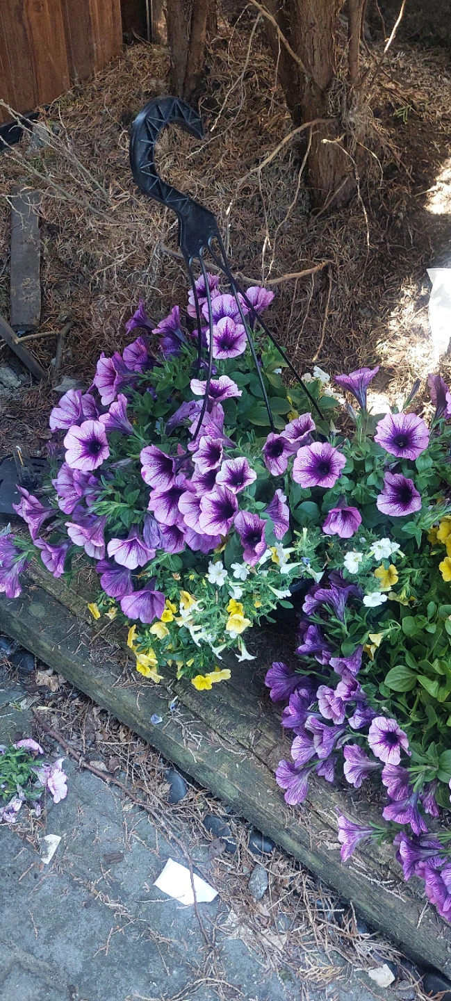 Hanging Flower Basket with Purple, Yellow, and White Petunias - photo 3