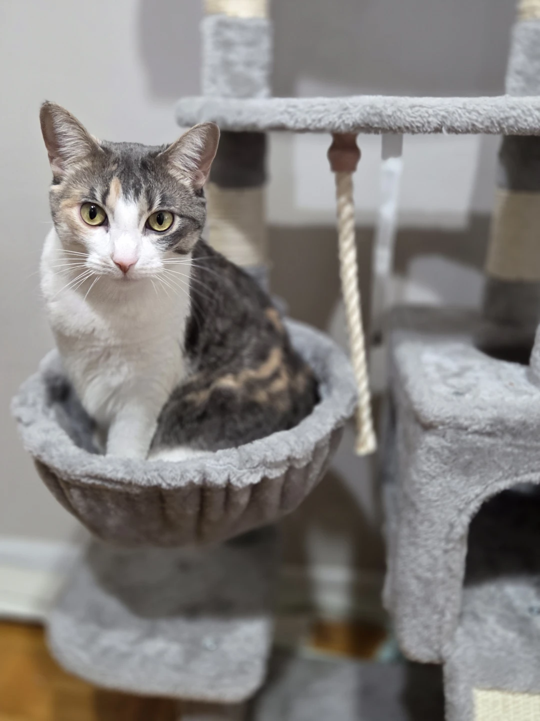 Light Gray Cat Tree with scratching posts and hanging basket - photo 4