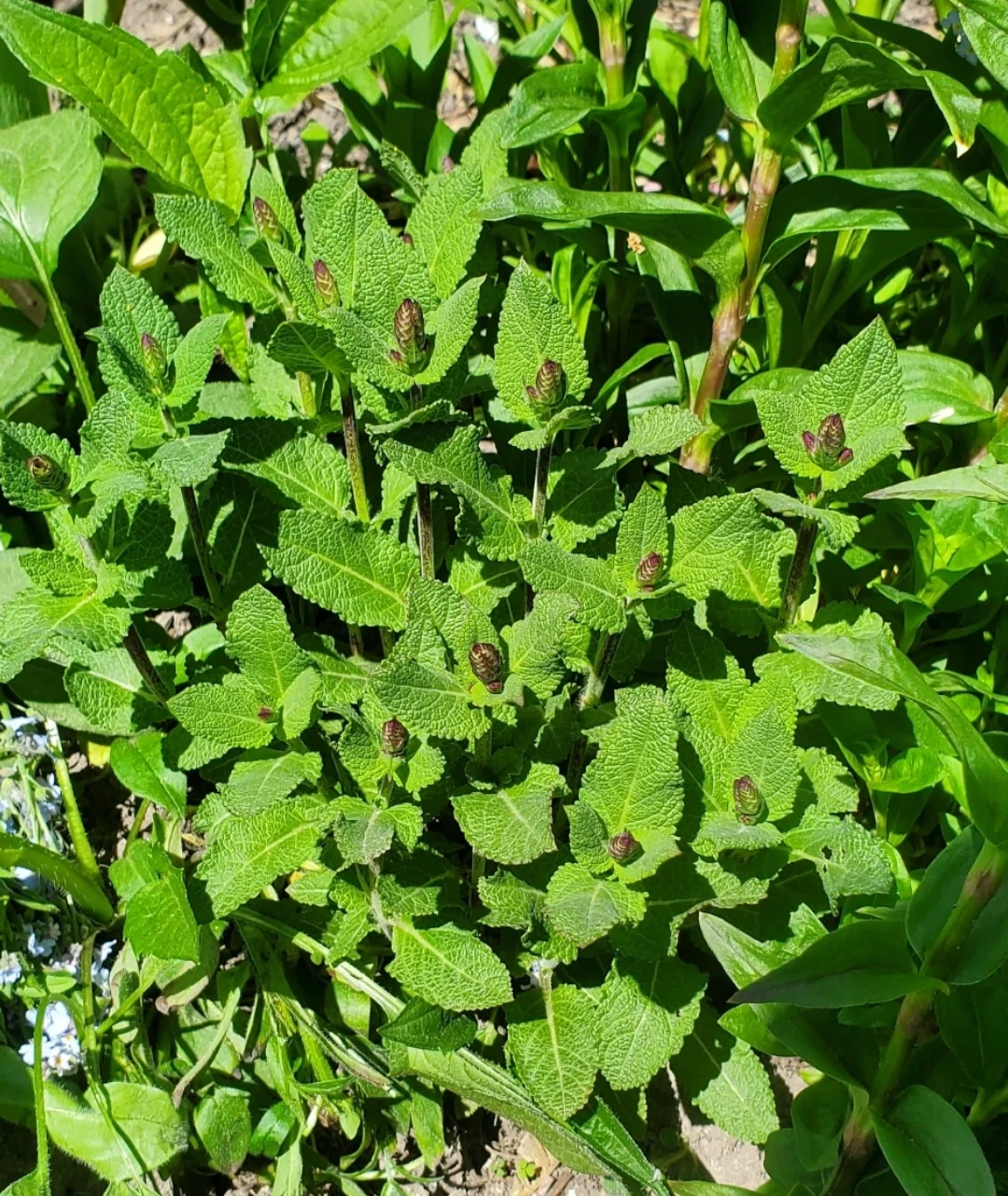 Garden Sage
