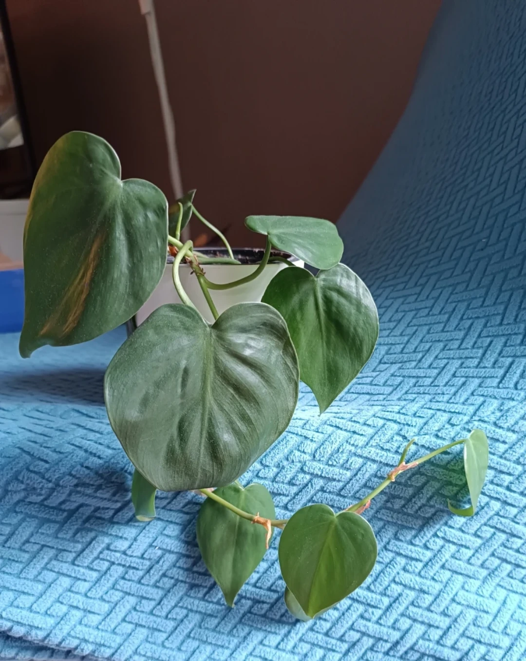 Heartleaf Philodendron Plant in White Ikea Pot - photo 2