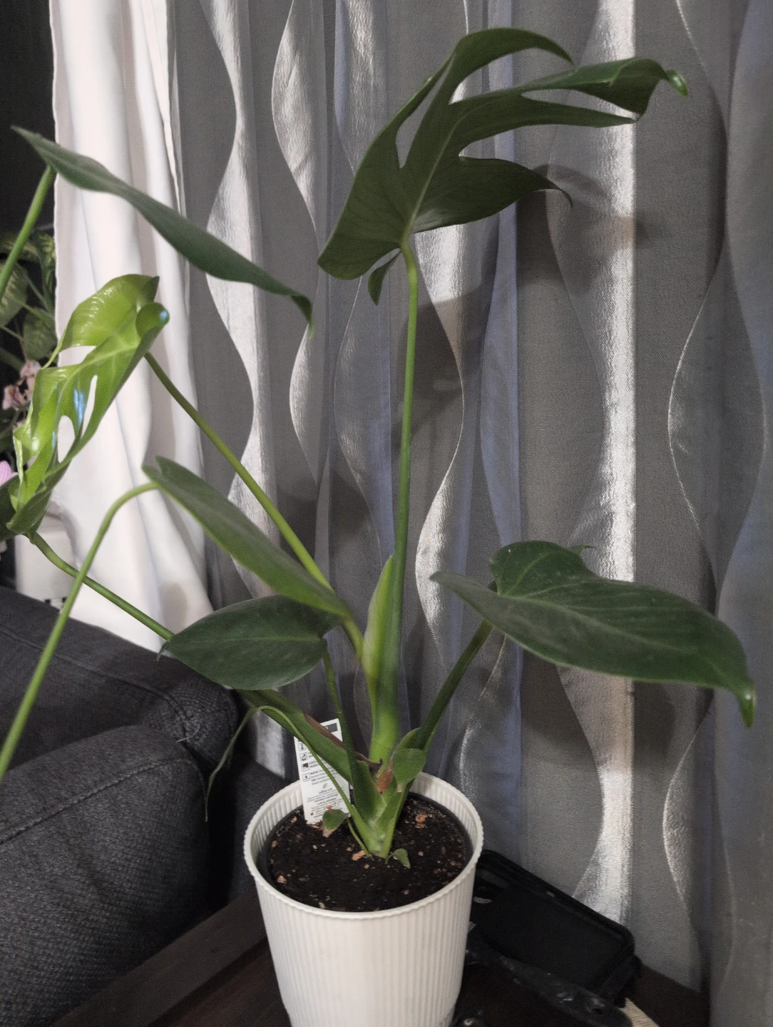 Monstera Plant
