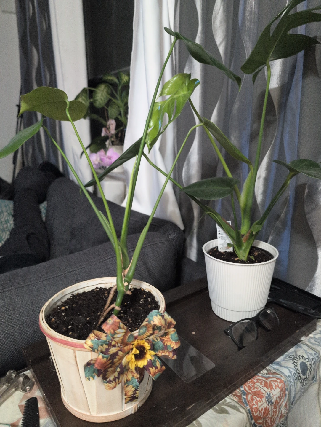 Monstera Plant - photo 2