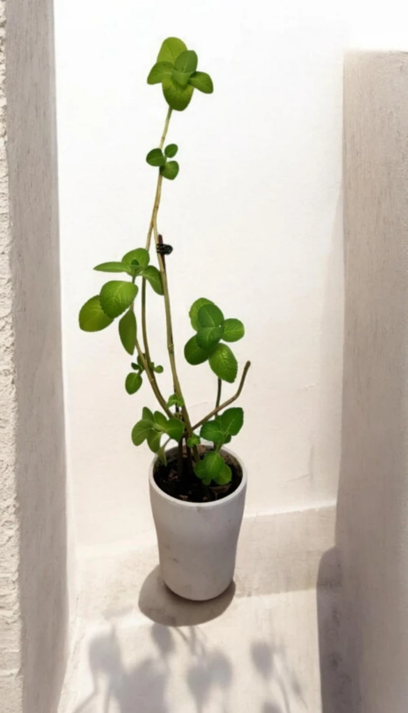 Cuban oregano plant in white pot