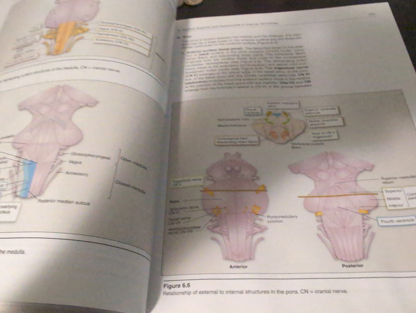 Lippincott Illustrated Reviews: Neuroscience Second Edition