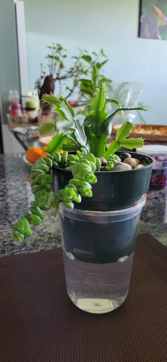 Crassula marinela & Christmas Cactus (Pink)