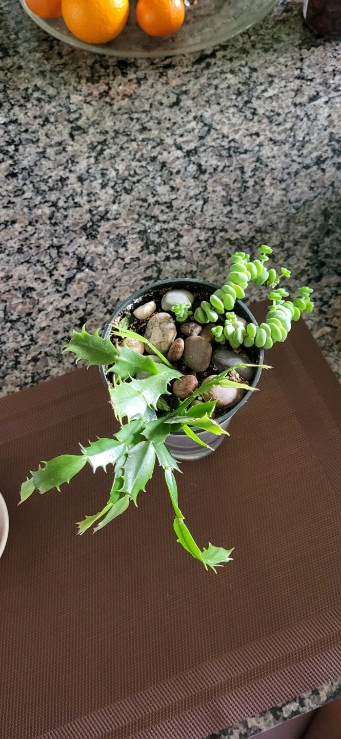Crassula marinela & Christmas Cactus (Pink) - photo 3