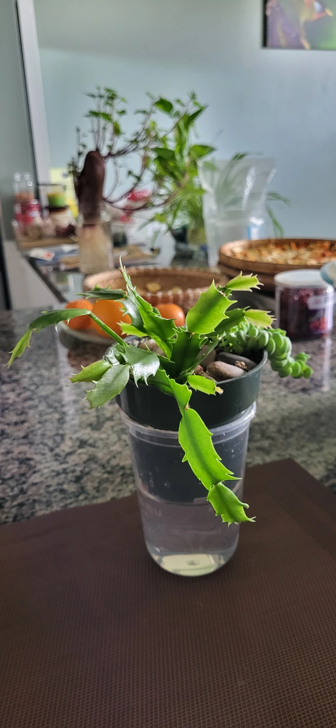 Crassula marinela & Christmas Cactus (Pink) - photo 4