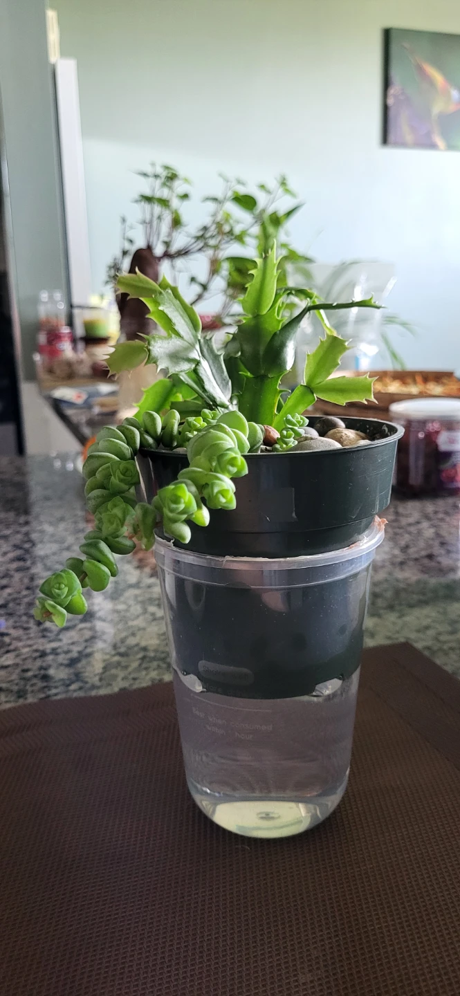 Crassula marinela & Christmas Cactus (Pink) - photo 5