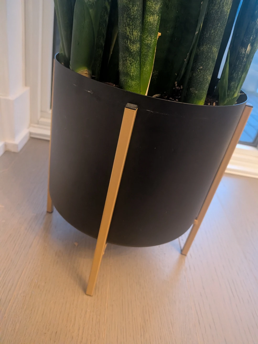 60 inches Snake Plant in structube Pot with Stand - photo 3