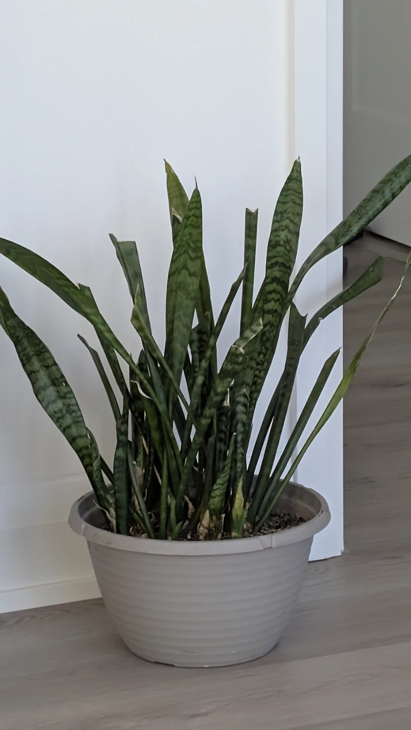 Potted Snake plant