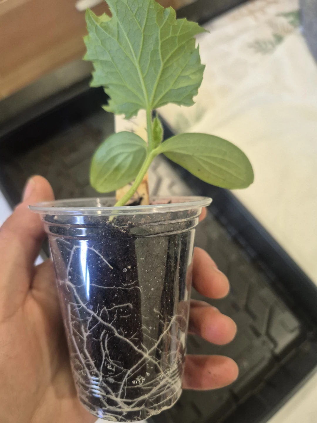 Cucumber seedling in plastic cup - photo 2