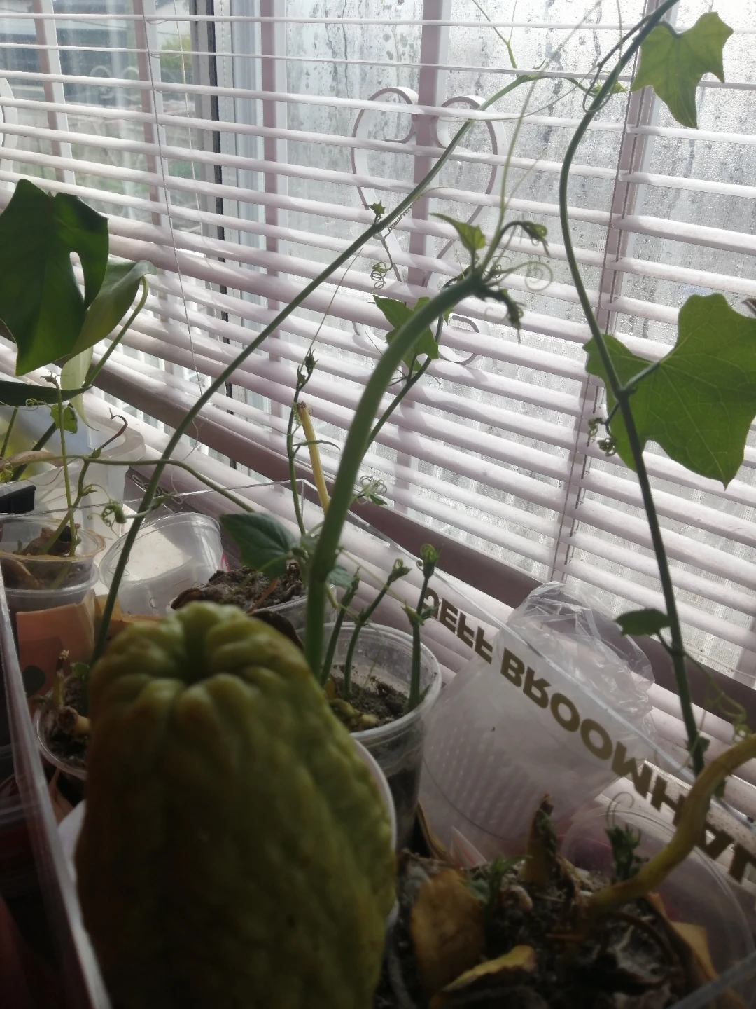 Chayote starters for Sale, Naturally Organic AndProductive - photo 4