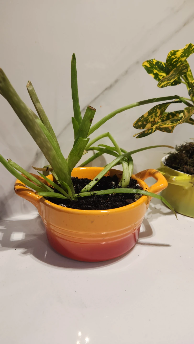 Mini Dutch oven upcycled planters with plants - photo 3